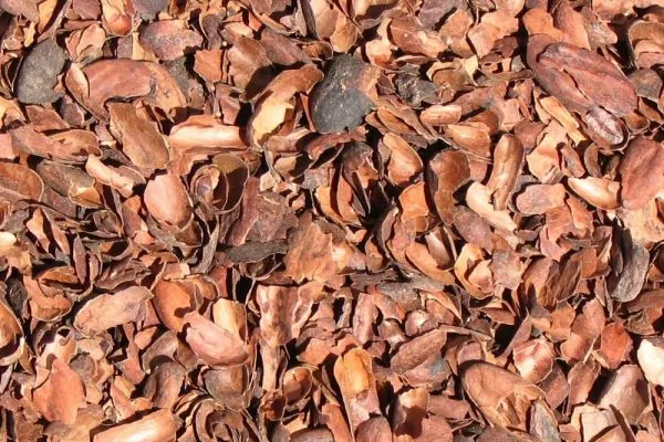 Corteza de cacao